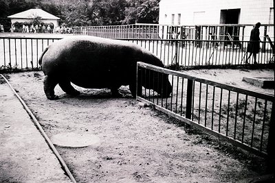 Black-and-white photo of a young hippo in a zoo enclosure, mid-20th century. Concrete pathways and metal fencing frame the sc...