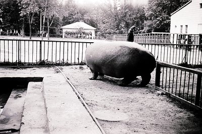 Black-and-white photo of a hippopotamus in an enclosed zoo enclosure, likely mid-20th century. The animal stands near a shall...