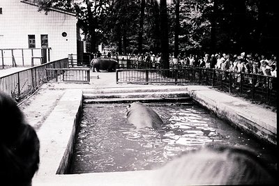Black-and-white photo of a mid-20th-century zoo enclosure with two elephants in a shallow pool, one partially submerged. Crow...