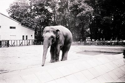 Elephant in mid-stride on paved enclosure, flanked by low white fencing and trees. Mid-20th century zoo setting with concrete...