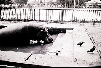 Mid-20th century zoo enclosure featuring a resting elephant in a shallow water pool. Concrete barriers and metal fencing fram...