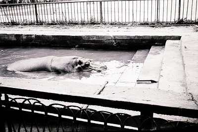 Elephant partially submerged in a shallow, rectangular pool with concrete edges. Black-and-white vintage aesthetic suggests m...