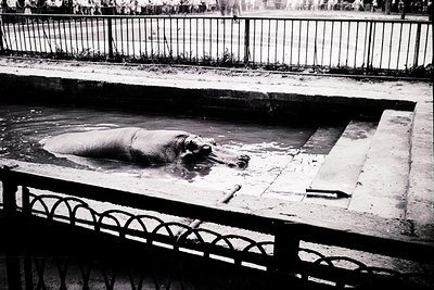 Black-and-white shot of a hippopotamus resting in a shallow, walled pool, likely a zoo enclosure. Concrete barriers and metal...