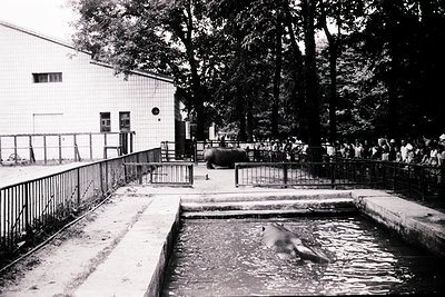 Mid-20th century zoo enclosure featuring a polar bear in a shallow pool, surrounded by metal railings and a white building wi...