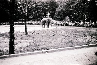 Black-and-white photo of an elephant walking in a fenced enclosure surrounded by spectators. Mid-20th century zoo or circus s...