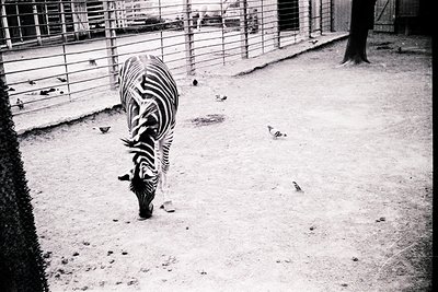 Black-and-white shot of a zebra walking in a confined, sandy enclosure with metal fencing. Likely a zoo or wildlife park sett...