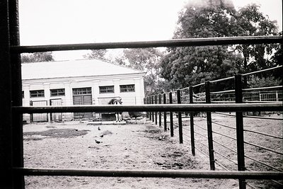 Black-and-white shot of a horse in a fenced enclosure, viewed through metal bars. Single-story building with rectangular wind...