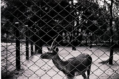 Black-and-white shot of a deer in an enclosed, gravel-covered area, framed by diamond-pattern chain-link fencing. The enclosu...