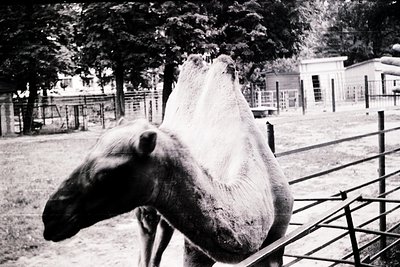 A close-up black-and-white shot of a horse’s head and neck, partially obscured by a white cloth or blanket, in an enclosed ar...