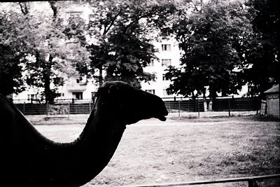 Close-up of a camel’s head in profile, framed by blurred foreground. Mid-20th century zoo or exhibition setting with multi-st...