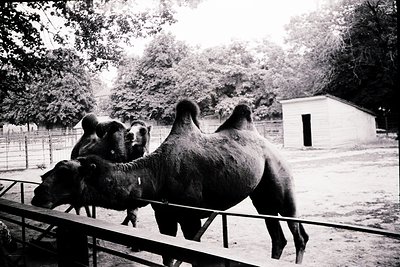 Three rhinoceroses in close proximity, likely at a zoo or wildlife park, framed by a metal railing. Lush green trees and a sm...
