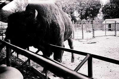 Black-and-white photo of a large, shaggy-haired pig in an enclosed pen, likely a zoo or farm exhibit. Metal railings and a gr...