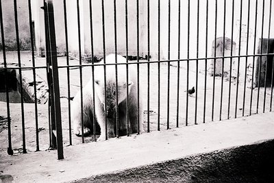 Black-and-white photo of a polar bear behind a tall, vertical-bar fence in an enclosed area. Snow covers the ground, and a sm...