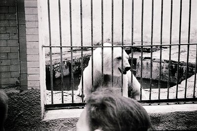 A polar bear in a gated enclosure, likely a zoo or research facility, gazes directly at the camera. The brick wall and metal ...