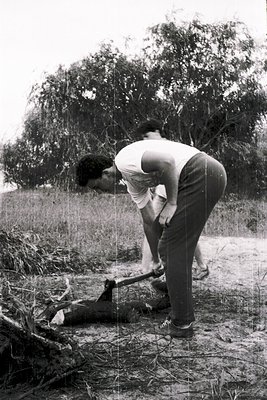 Black-and-white photo of two men in mid-1960s outdoor setting, bending over fallen tree branch. One man in sleeveless shirt a...