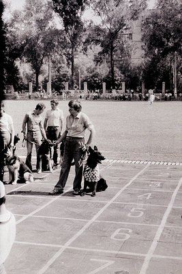 1970s urban park scene: Group of men in casual attire (short-sleeve shirts, bell-bottoms) training dogs on numbered track. Lu...