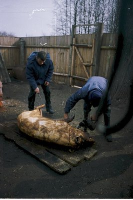 Two men in winter clothing butchering a large animal carcass on wooden planks, likely a pig, in an outdoor setting with a woo...