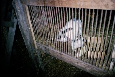 Blurred silhouette of a person partially obscured by vertical wooden slats, likely a fence or gate. The scene suggests an out...