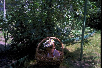 Vintage photo of a child seated in a woven basket surrounded by lush greenery, adorned with a floral crown. The basket rests ...