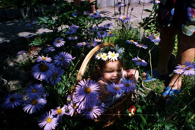 Vintage photo of a child surrounded by vibrant purple daisies in a woven basket, mid-laugh. Soft focus and warm tones suggest...