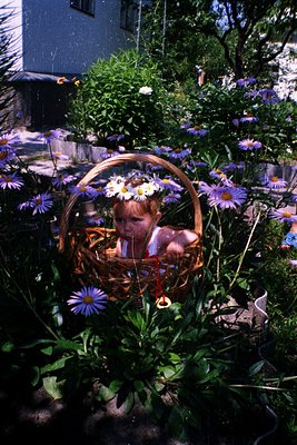 A young child sits in a woven basket surrounded by vibrant daisies and purple flowers in a lush garden. The basket is filled ...