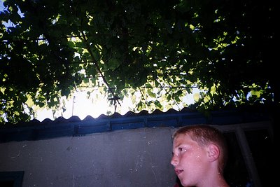 Vintage candid shot of a young boy gazing upward under dense foliage, likely a backyard or courtyard. Concrete roof and walls...
