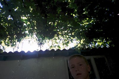 Sunlit courtyard framed by dense, leafy pergola casting intricate shadows. Child’s face partially visible, seated under natur...