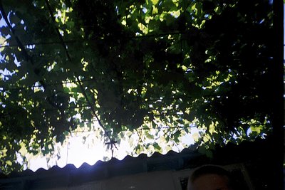 Dense canopy of lush green foliage framing a bright, sunlit outdoor space. Sunlight filters through leaves, illuminating a cu...