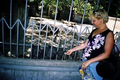 Woman feeding zoo animals through decorative metal bars, likely lions or tigers. Mid-20th century zoo enclosure with concrete...
