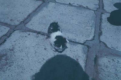 Black-and-white cat perched on cracked, textured pavement from low-angle POV. Urban setting with worn concrete surface. Minim...
