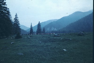 Vintage alpine meadow with scattered rocks and coniferous trees, framed by misty mountain ranges. Likely mid-20th century due...