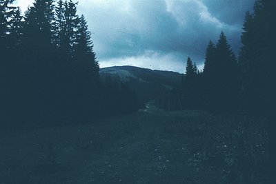 Moody alpine forest scene with dense evergreen trees framing a misty mountain ridge under stormy skies. Low-angle composition...