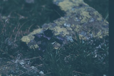 Vibrant purple alpine flower blooming on rocky terrain with lichen-covered stones. Moody, low-angle shot emphasizes texture a...