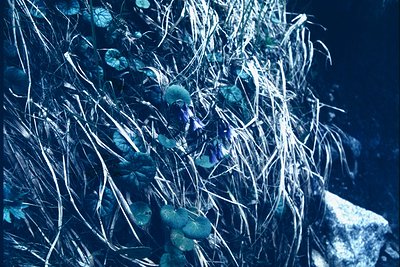 Close-up of weathered concrete wall covered in dense, tangled seaweed and barnacles. Textured marine growth contrasts with ro...