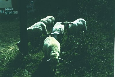 Four sheep grazing in a lush green field, with partial signage reading "HRAD STRECNO" in background. Likely rural setting, mi...