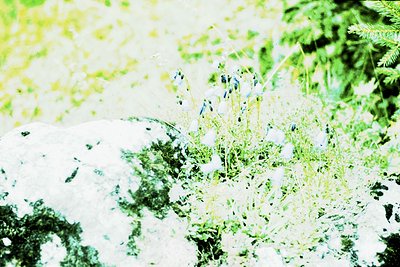 Vintage sepia-toned photo of a white bird perched on a branch amid dense foliage, likely a forest or garden. The bird’s blue ...