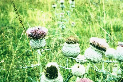 Close-up of thistles (*Cirsium* spp.) in a lush meadow, showcasing spiky purple-pink florets and dense seed heads. Soft focus...