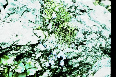 Vintage 35mm slide of snow-covered alpine vegetation with delicate blue flowers. Frosted foliage contrasts against rugged, te...