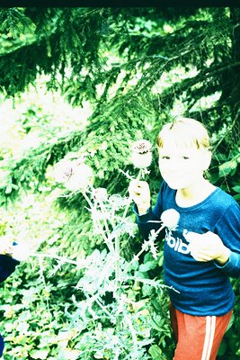Young child in a blue short-sleeve shirt and red shorts holds a dandelion, surrounded by dense greenery. Soft focus and natur...