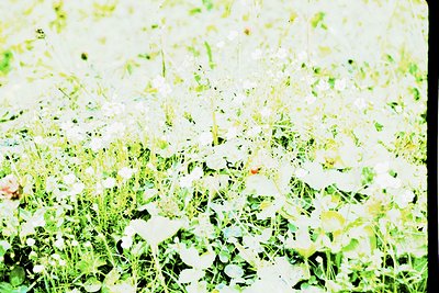 Vintage-style close-up of blooming white flowers in dense foliage, likely cotton or okra, with soft focus and faded color ton...