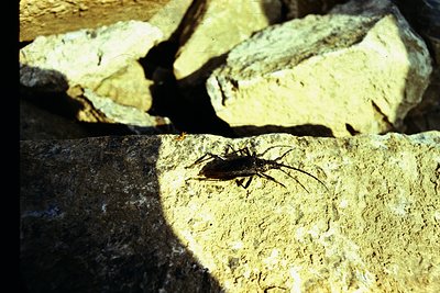 Close-up of a scorpion on textured rock surface, illuminated by focused light. Natural habitat or terrarium setting. --- *Not...