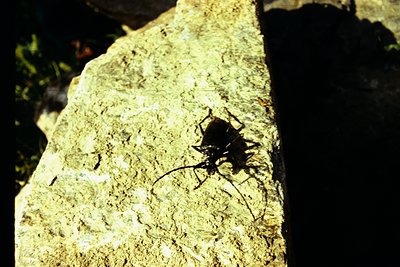 Close-up of a tarantula on rough-textured rock surface, captured in natural habitat lighting. The silhouette highlights its l...