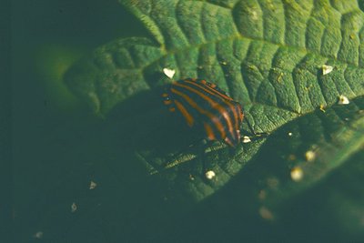 Close-up of a **striped coral snake** (likely *Micrurus* spp.) coiled on a broad, textured leaf. Vibrant red/orange/yellow ba...