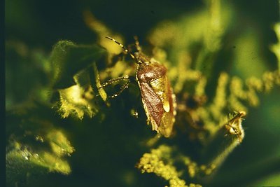 Close-up of a **shield bug** (*likely *Acanthosoma* spp.) on textured foliage, showcasing metallic green and red exoskeleton ...