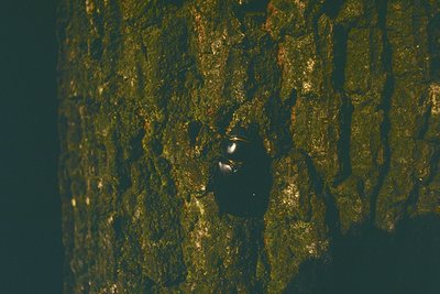 Close-up of a tree trunk with two bats in flight, silhouetted against the bark. Natural lighting highlights texture and movem...