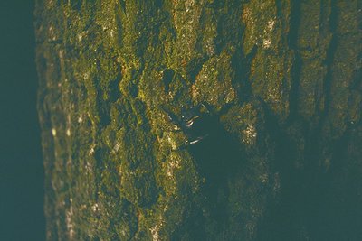 Aerial view of a dense, forested coastal area with a narrow inlet or river cutting through the greenery. Two small boats navi...