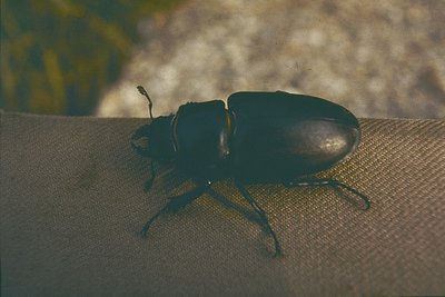Close-up of a rhinoceros beetle (*Dynastinae*) on a textured surface, showcasing its robust exoskeleton and elongated mandibl...