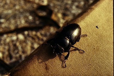 Close-up of a rhinoceros beetle on textured fabric, likely linen or canvas. Distinctive horned head and robust exoskeleton vi...