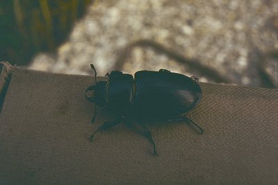 Close-up of a rhinoceros beetle (*Oryctes* spp.) on a textured surface, likely bark or wood. Distinctive horned head and robu...