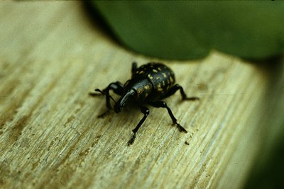 Close-up of a beetle with metallic, patterned exoskeleton on weathered wooden surface. Likely a stag beetle (*Lucanus* spp.) ...